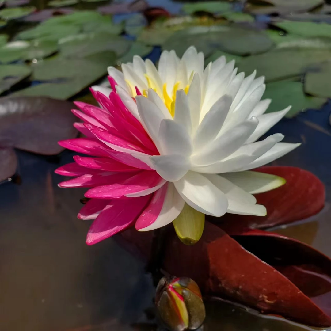 夹克丰耐寒睡莲水生植物