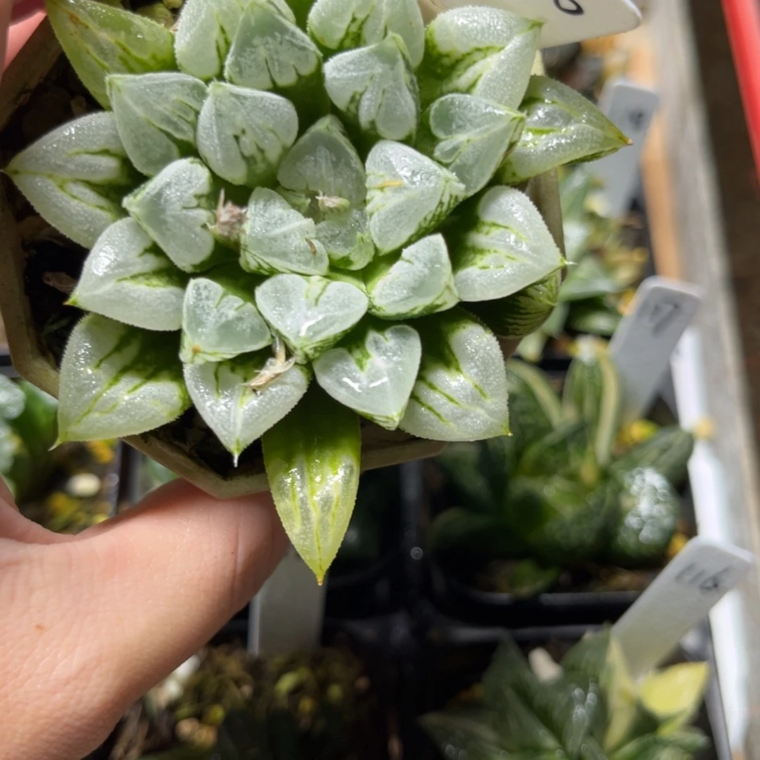 50爱心寿一物一拍