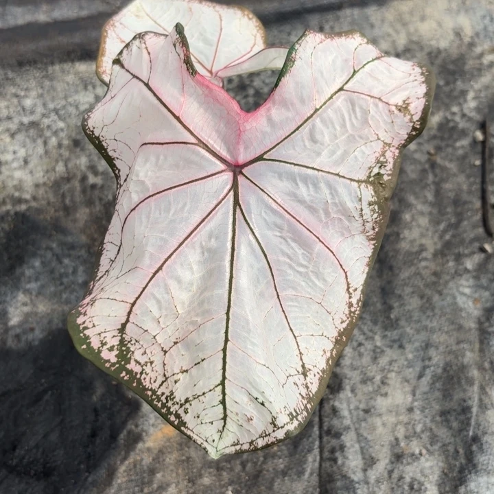 完全开放泰国彩叶芋