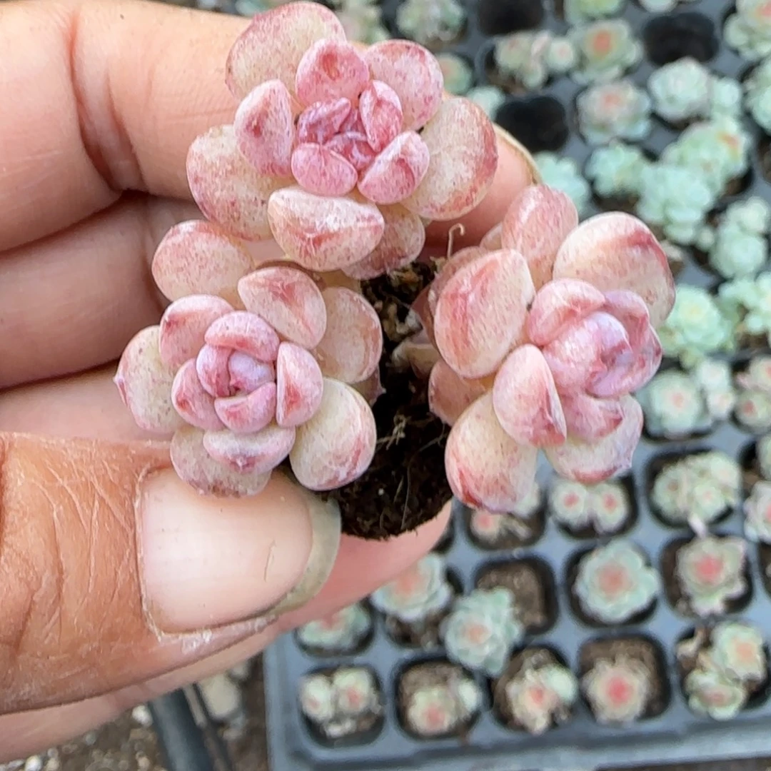 多肉小卡拉米糖心一物一拍