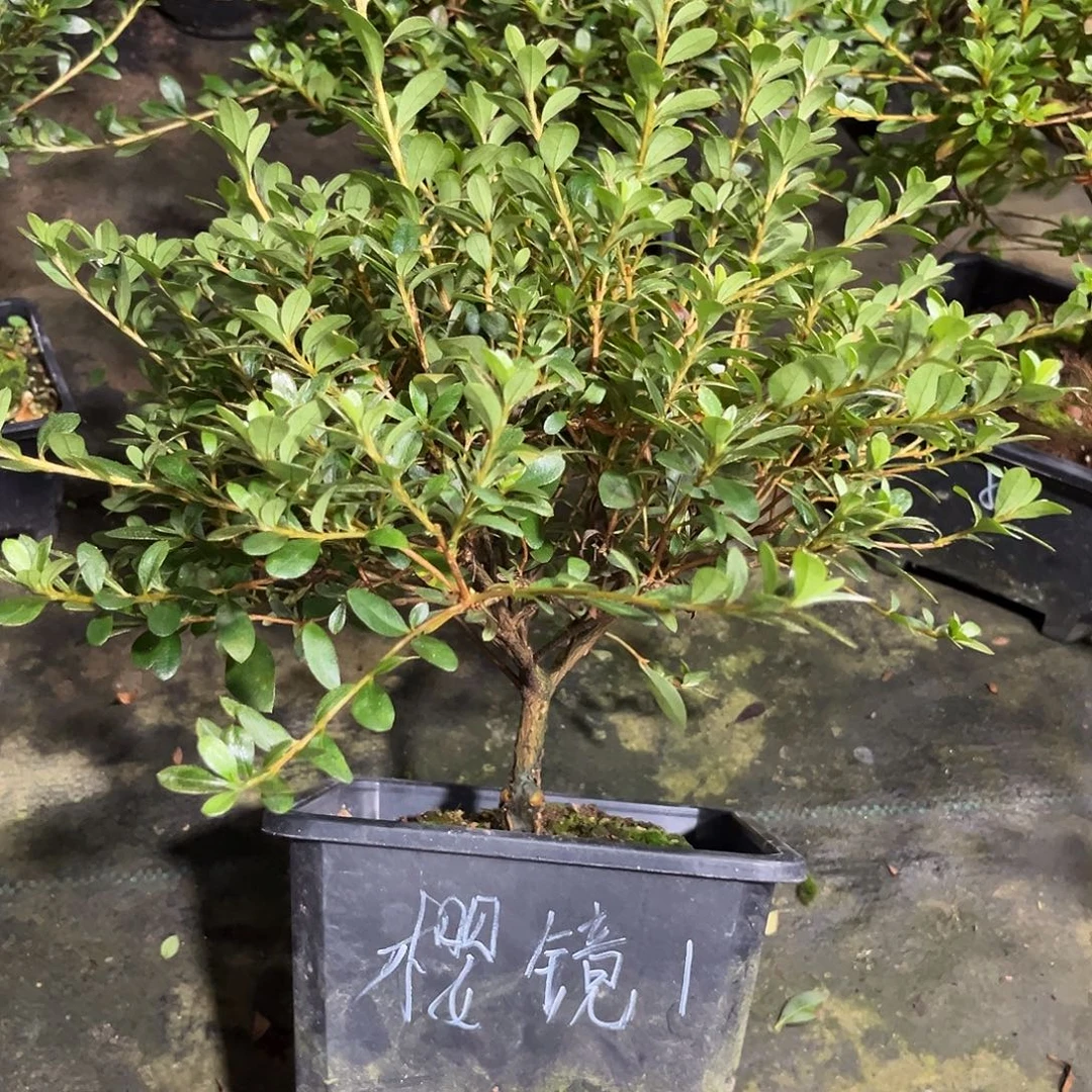 皋月杜鹃单瓣樱镜