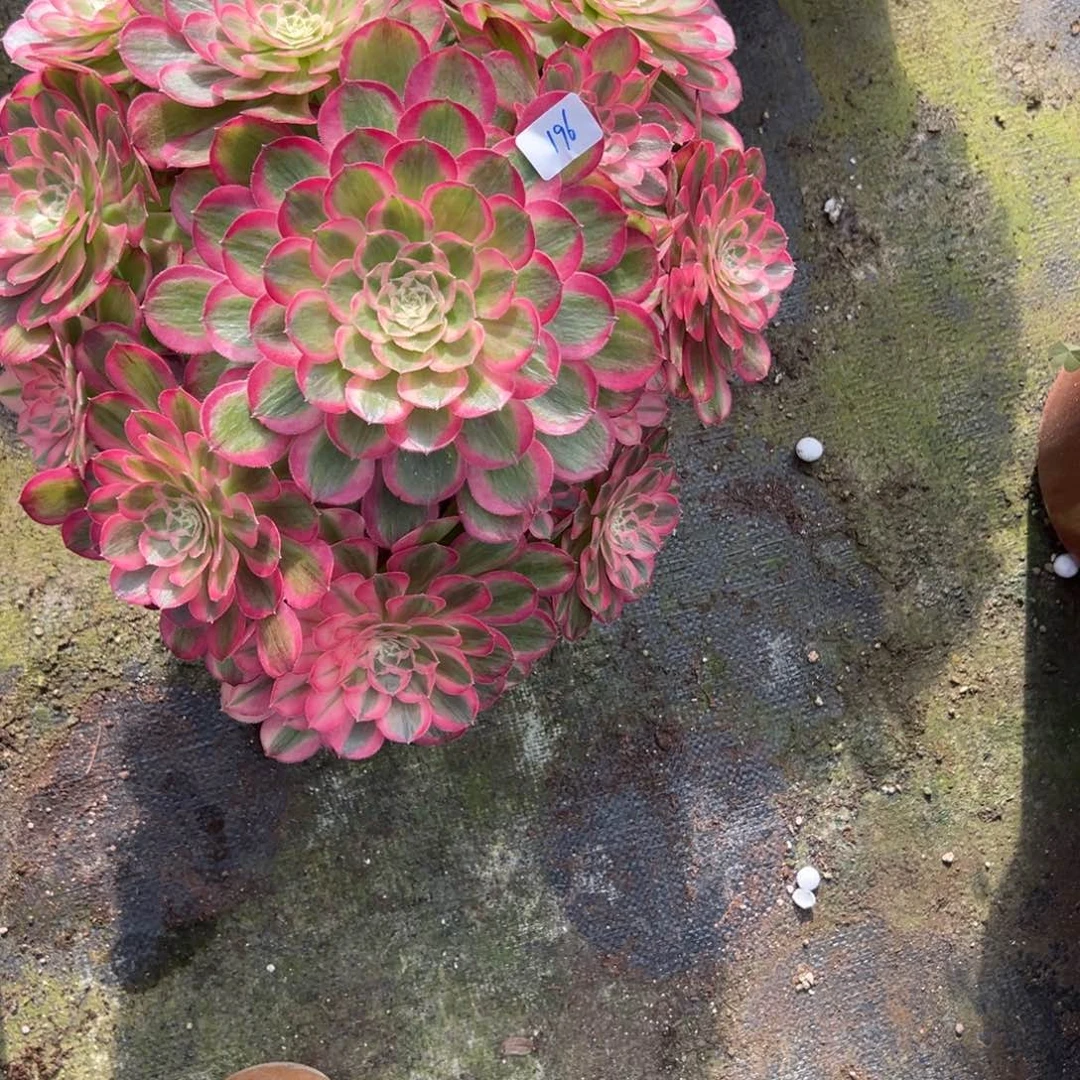 196孔雀翎多肉多肉多肉多肉