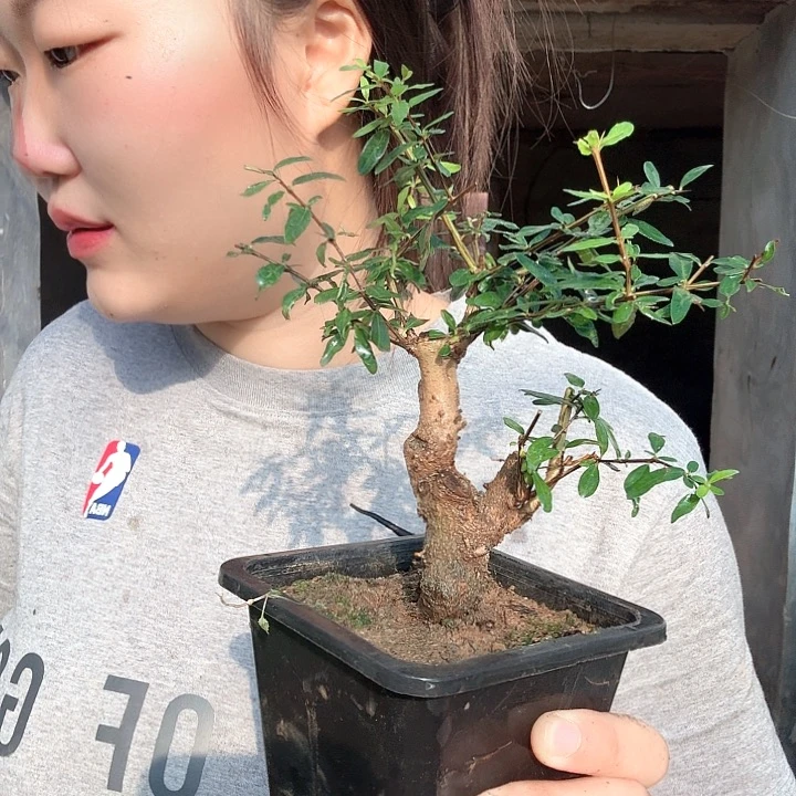 F***X无花朵石榴石榴石榴