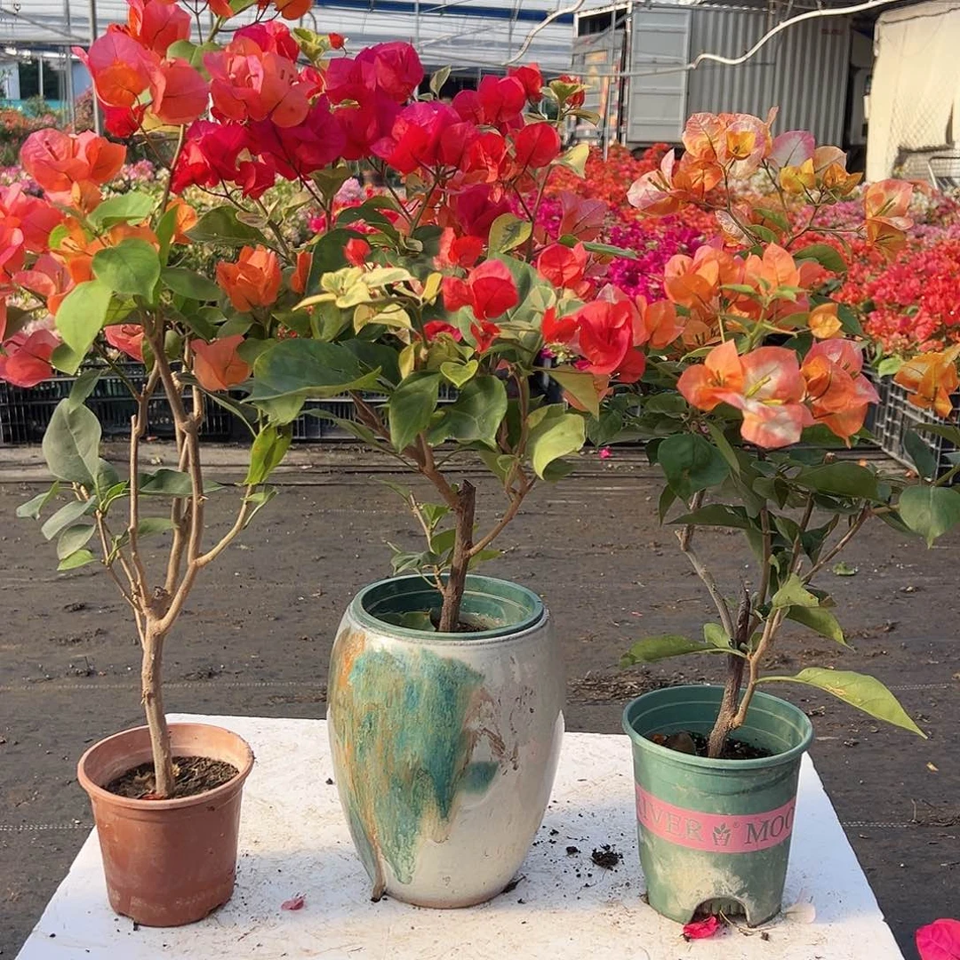 大部分花苞少量开放宝老橙，拉菲泰，凤凰组合