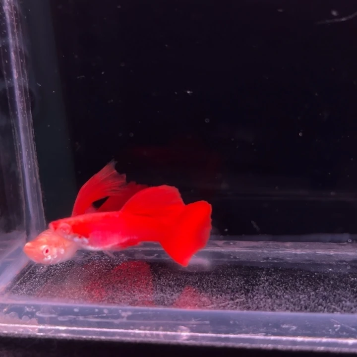 孔雀鱼血红绒球1对