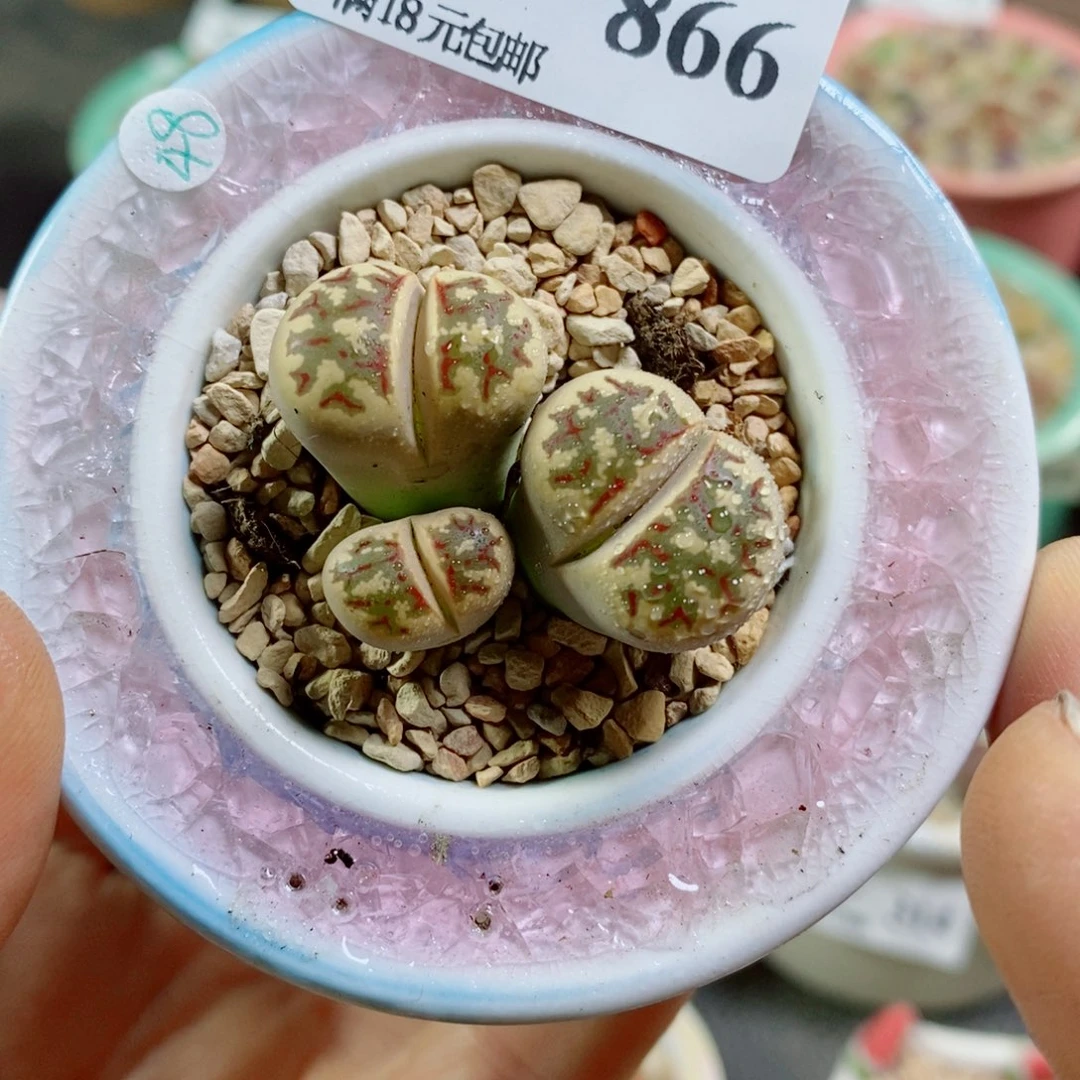 生石花花花花花花花花866