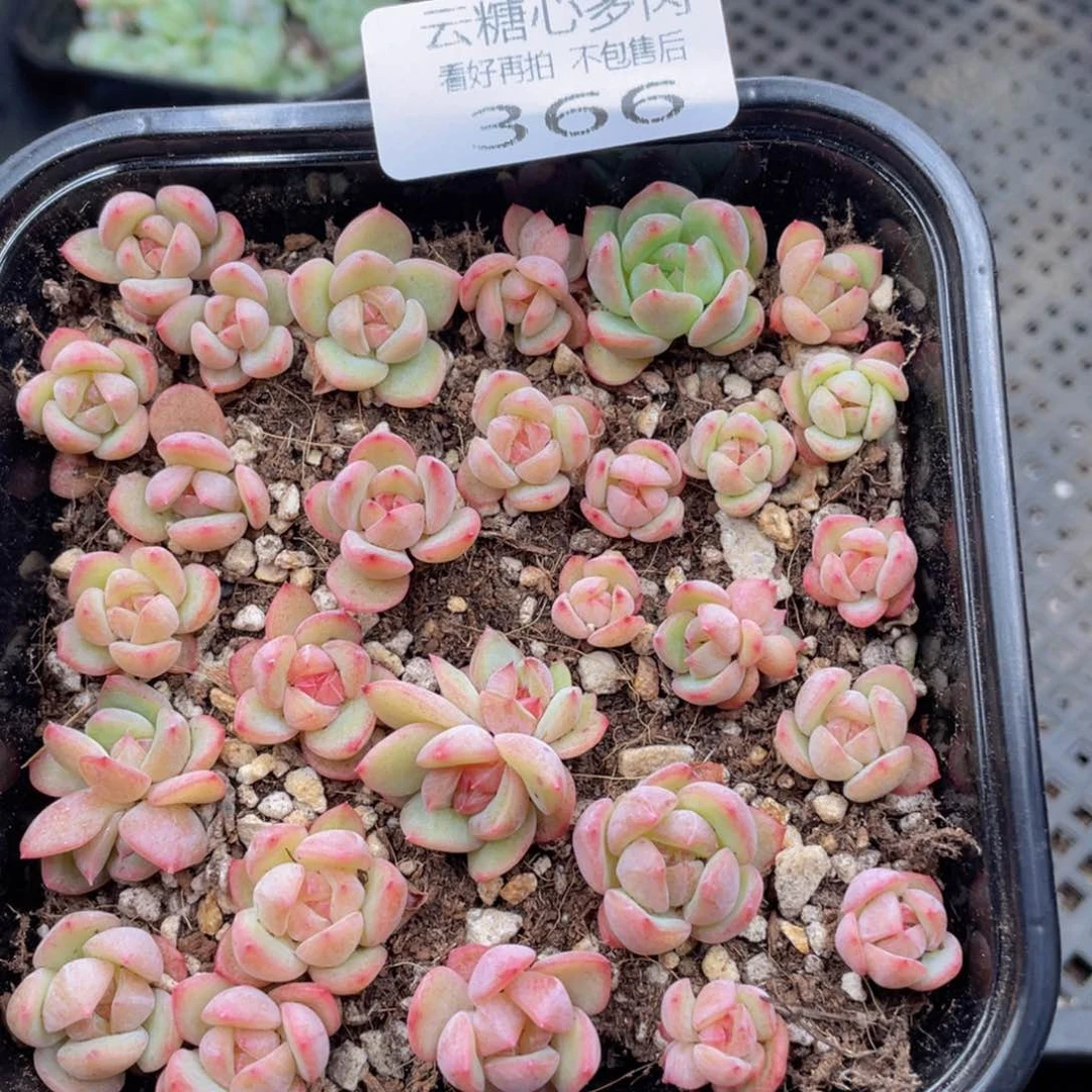 云糖心多肉植物366