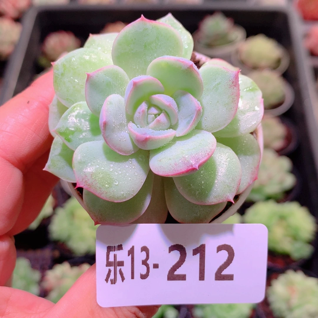 乐然13-212 新品单头