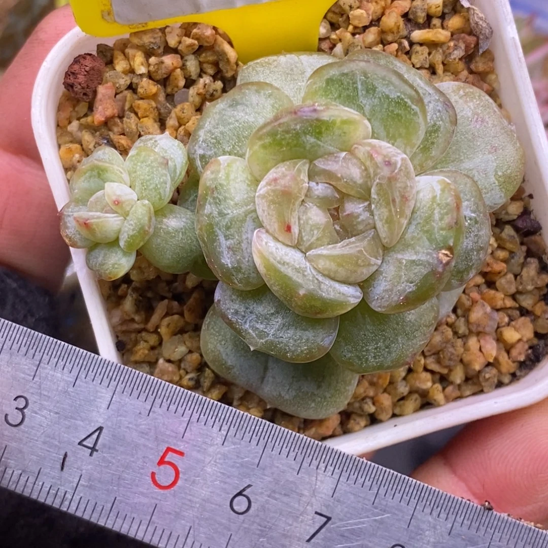 798白恋石化双头福利