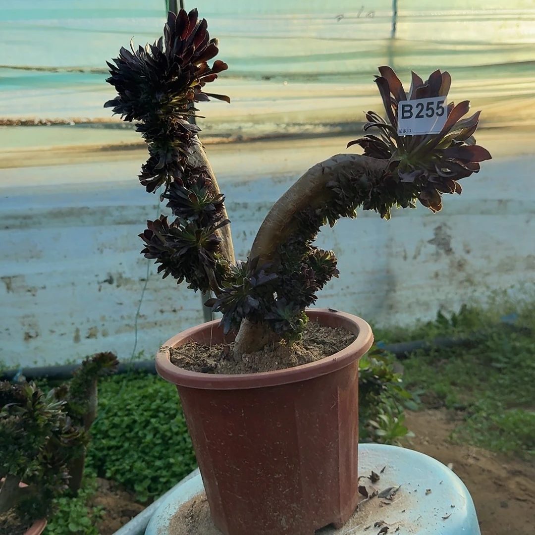 255黑法师一颗呀呀