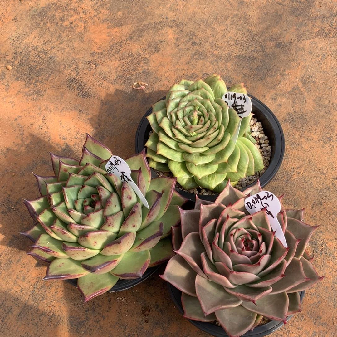 东云组拍0119-03（找）