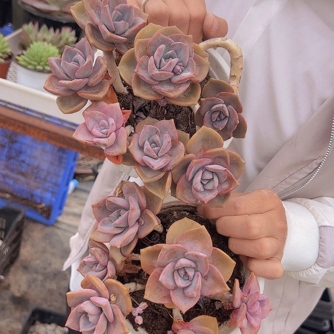 多头群生彩虹糖三盆