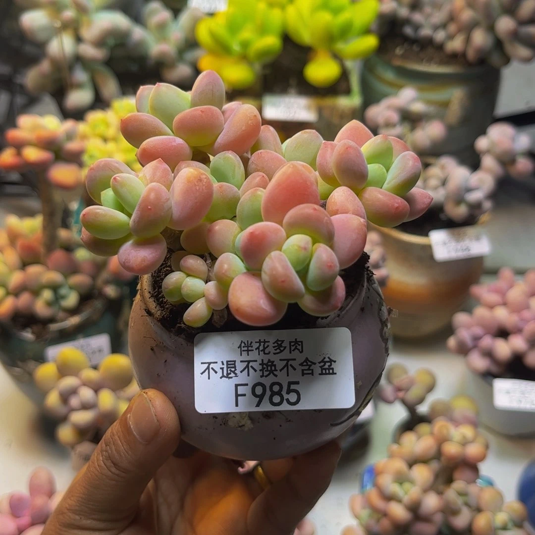 橘子香水洛神985/8cm多肉