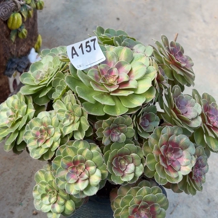 157抹茶25厘米左右