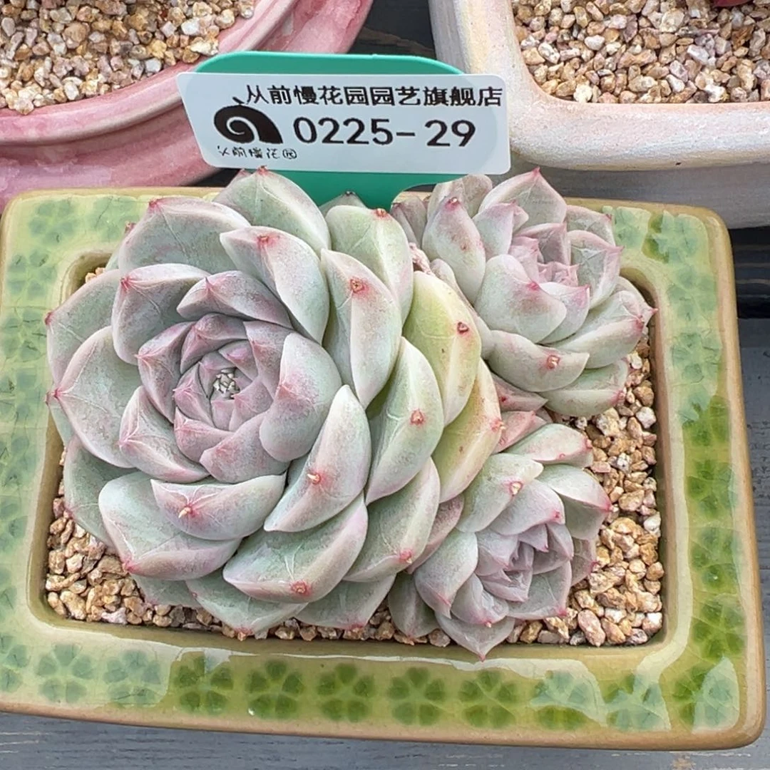 多肉一物一拍0225-29