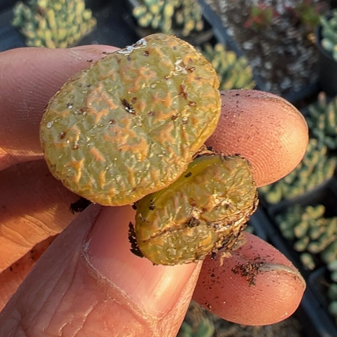 郭***?多肉植物111111111111111