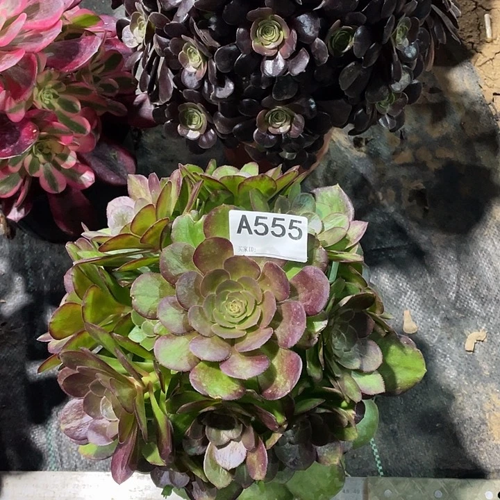 执*万圣节多肉法师。   555