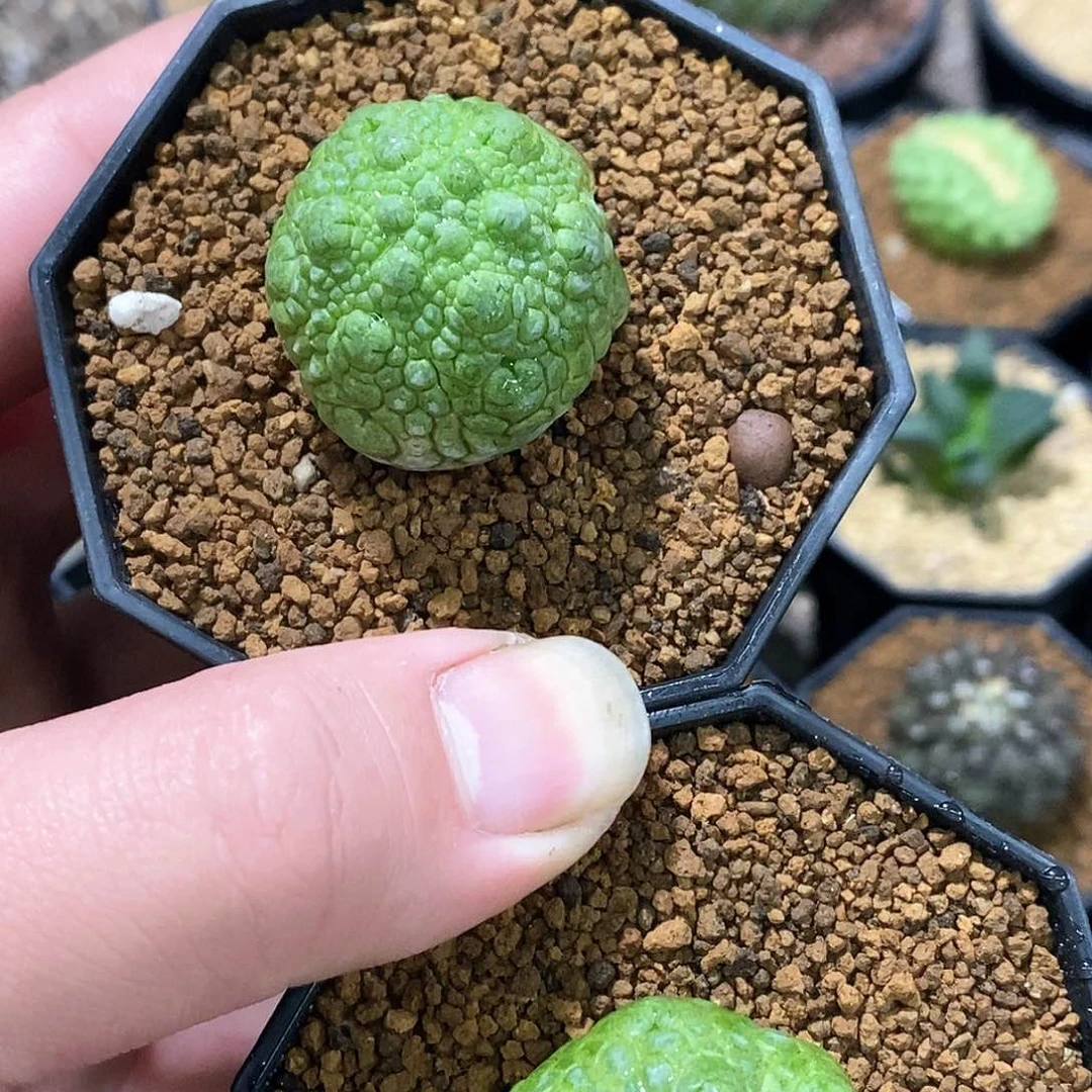 ?****?孤品实生特选稀有六边凝蹄玉2颗