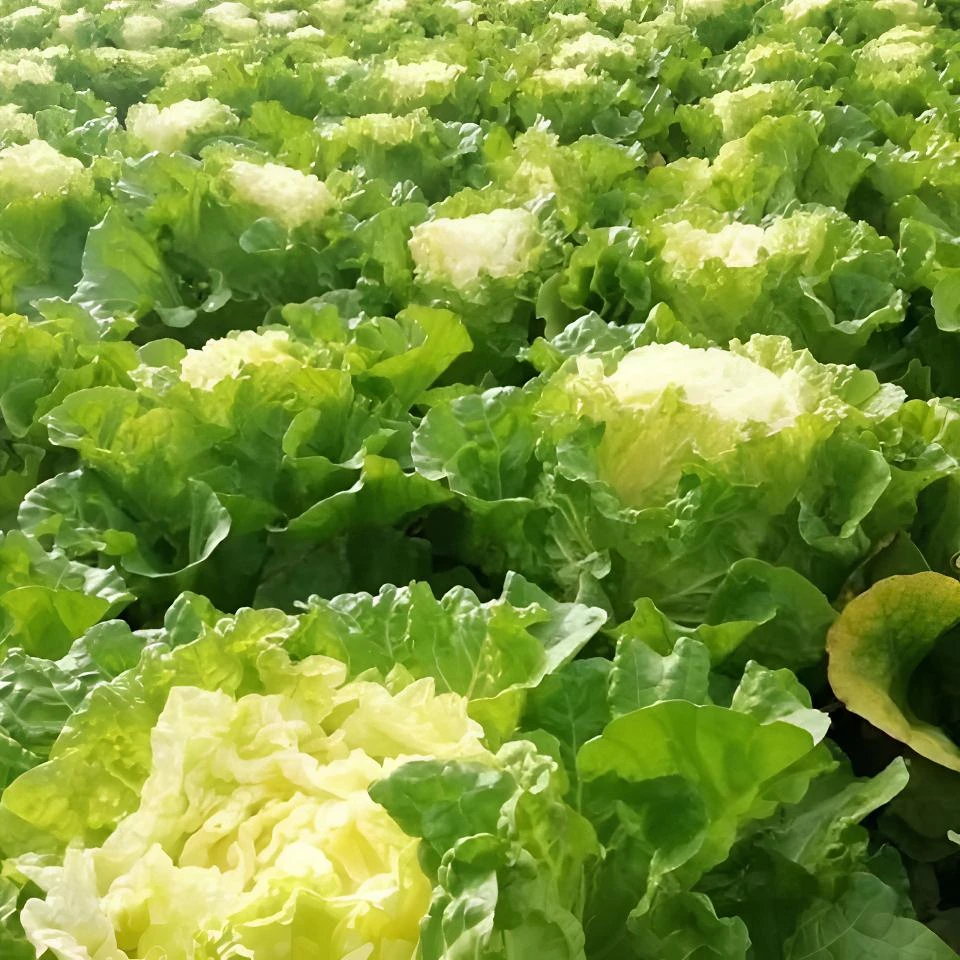 【酸菜宝白菜种子】黄心白菜秋冬耐储存大白菜