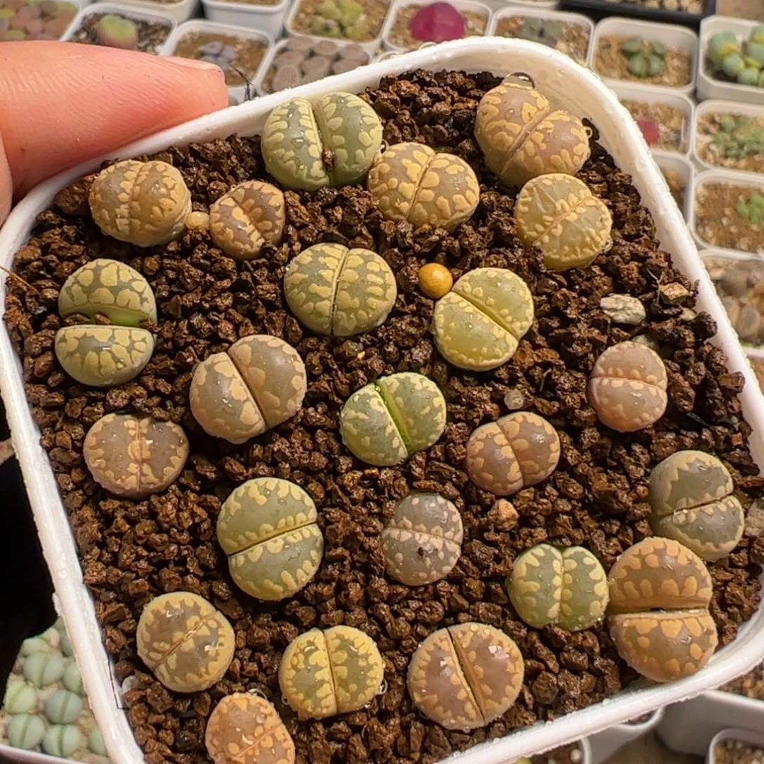 084多肉植物百科