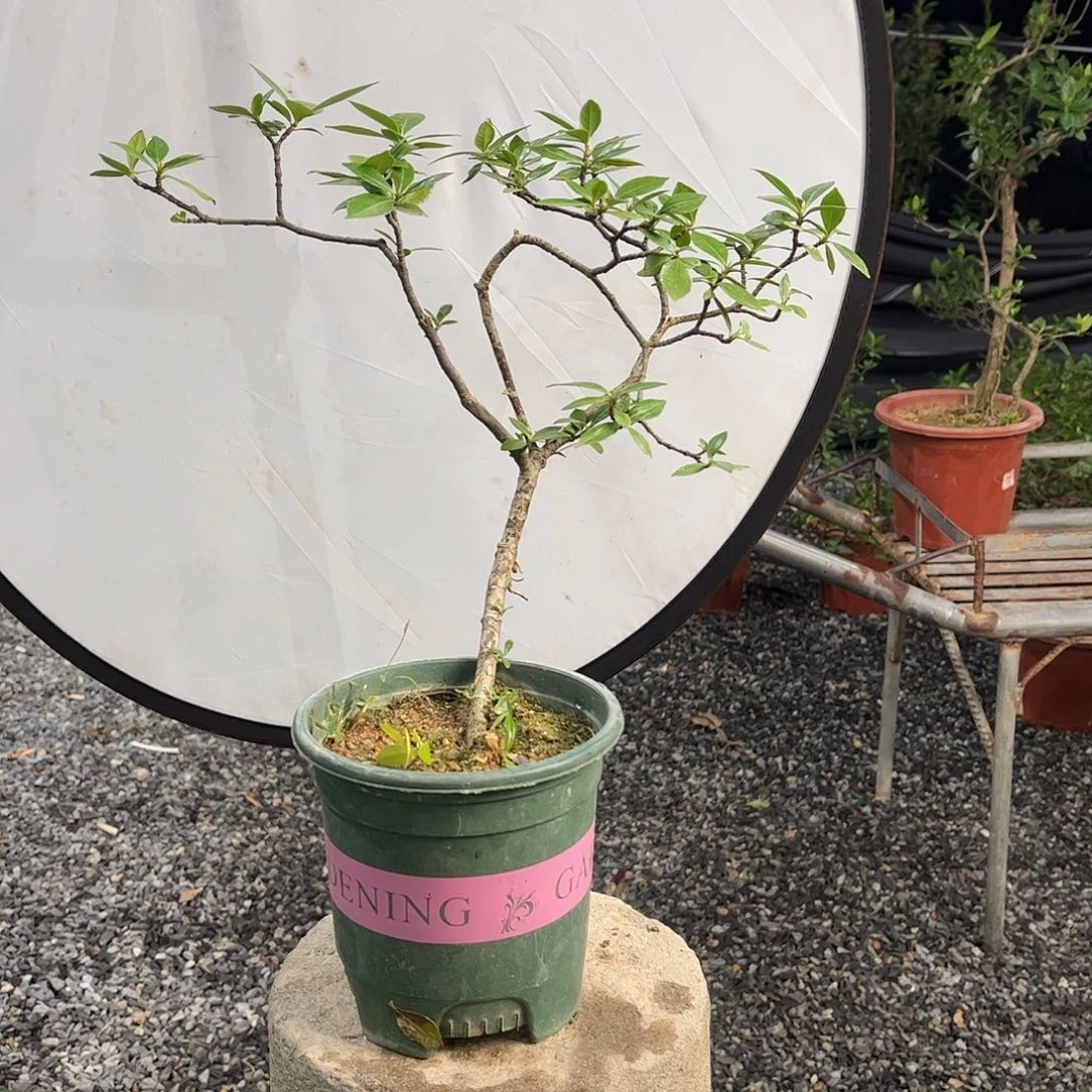 三醋酯纤维啦咯啦咯啦咯啦咯