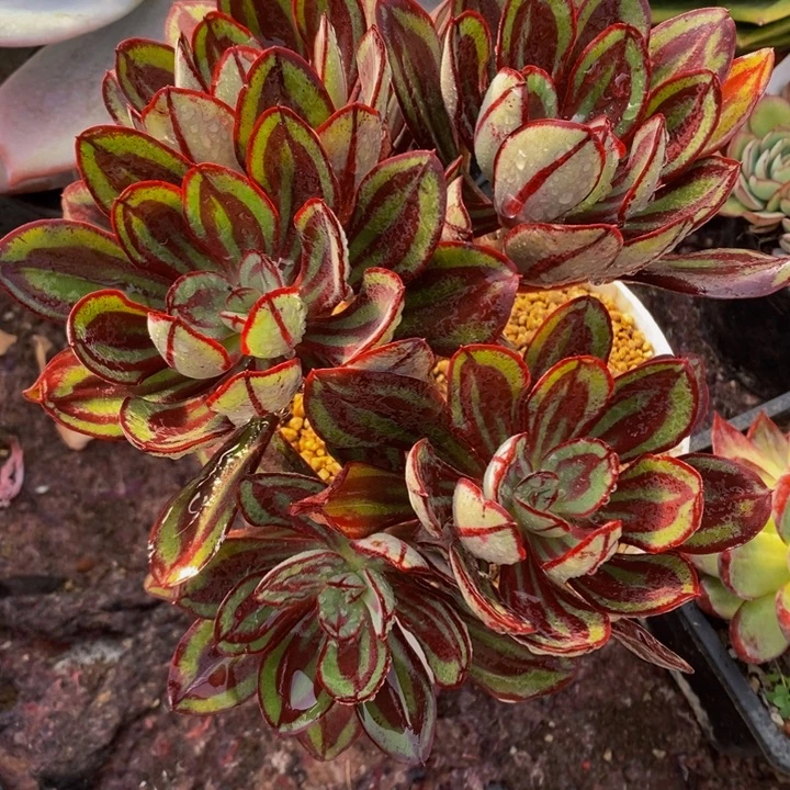 龙骨红丝老桩无砍群