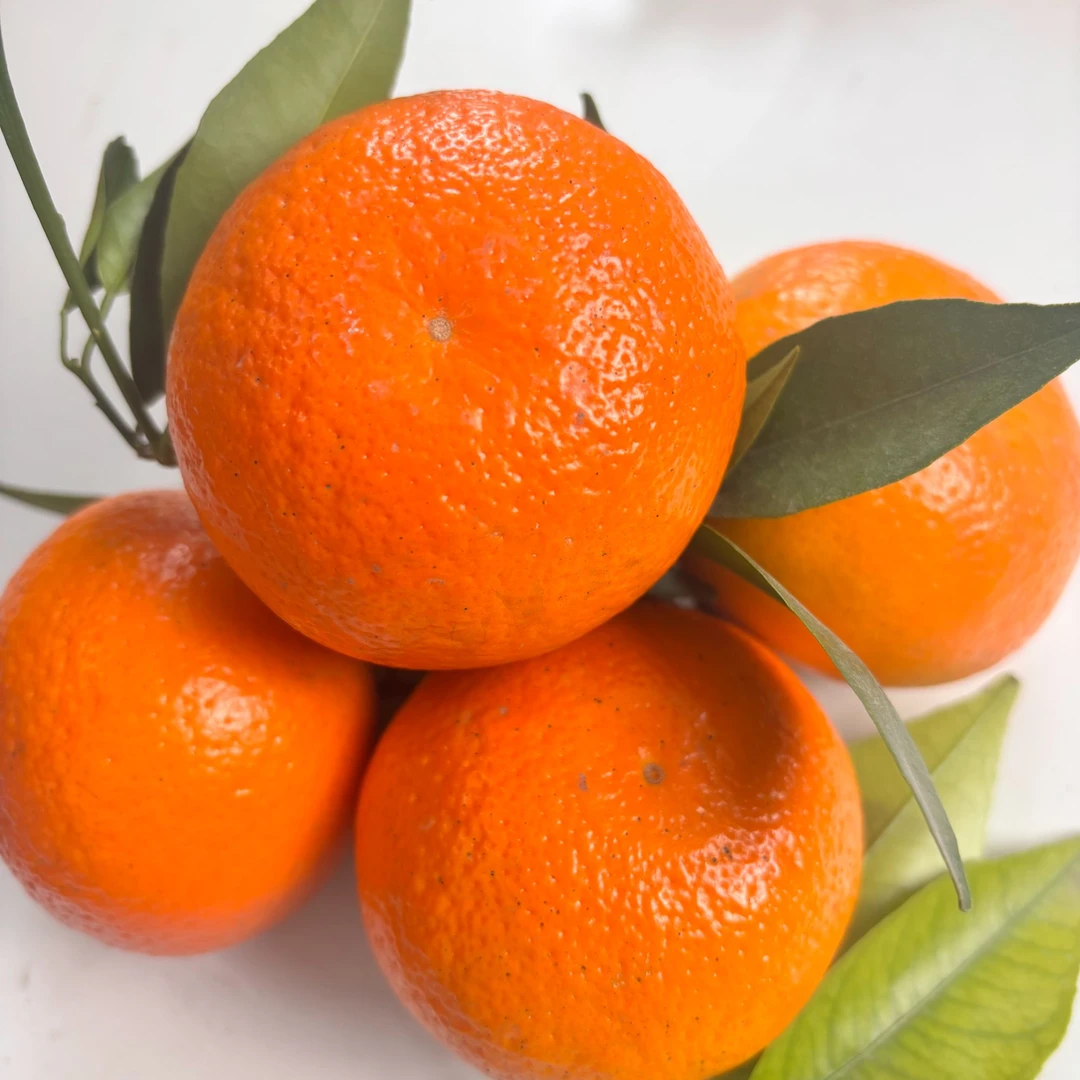 重庆长江边脆甜沃柑中果，树上成熟，产地直发