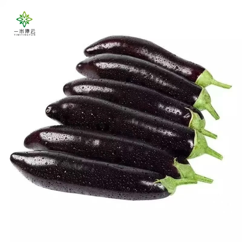 山东寿光紫阳茄子蔬菜约350-400g/份茄子同城配
