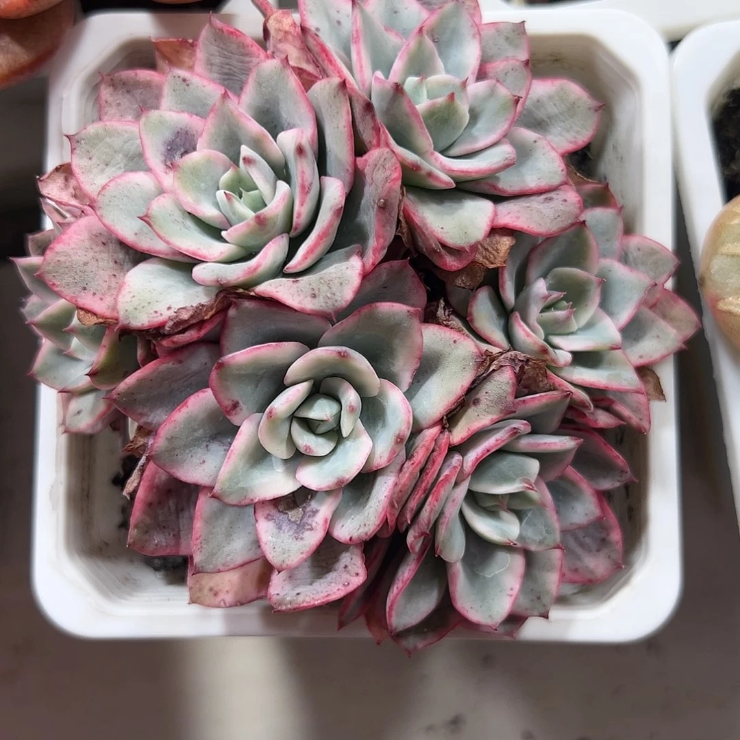 奶油黄桃锦群生多肉
