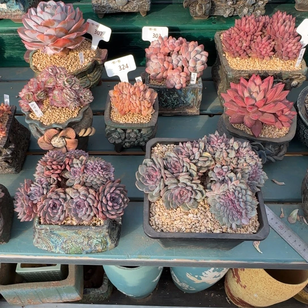 H***.黑曼巴缀解忧一物一拍