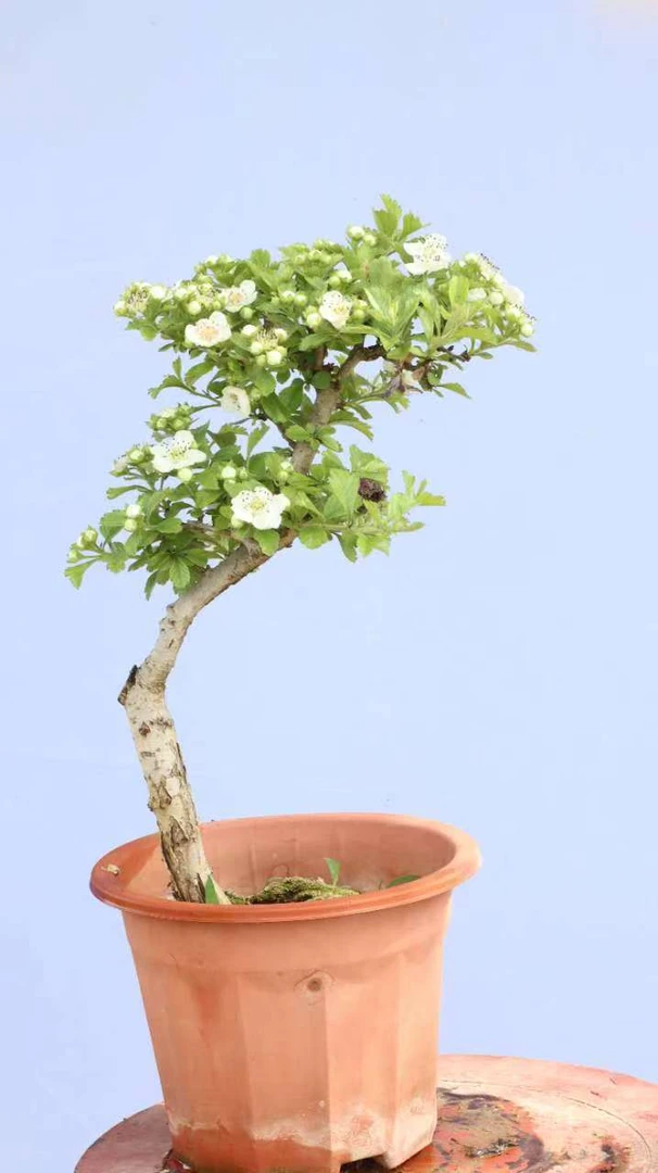 山里红型盆景老桩带花苞发货适合室外摆放