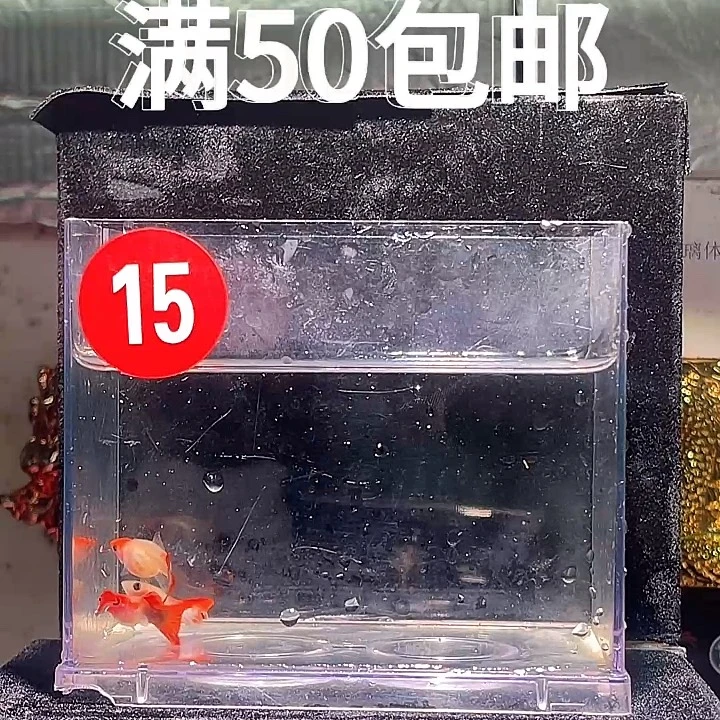 孔雀鱼深海蓝贵州