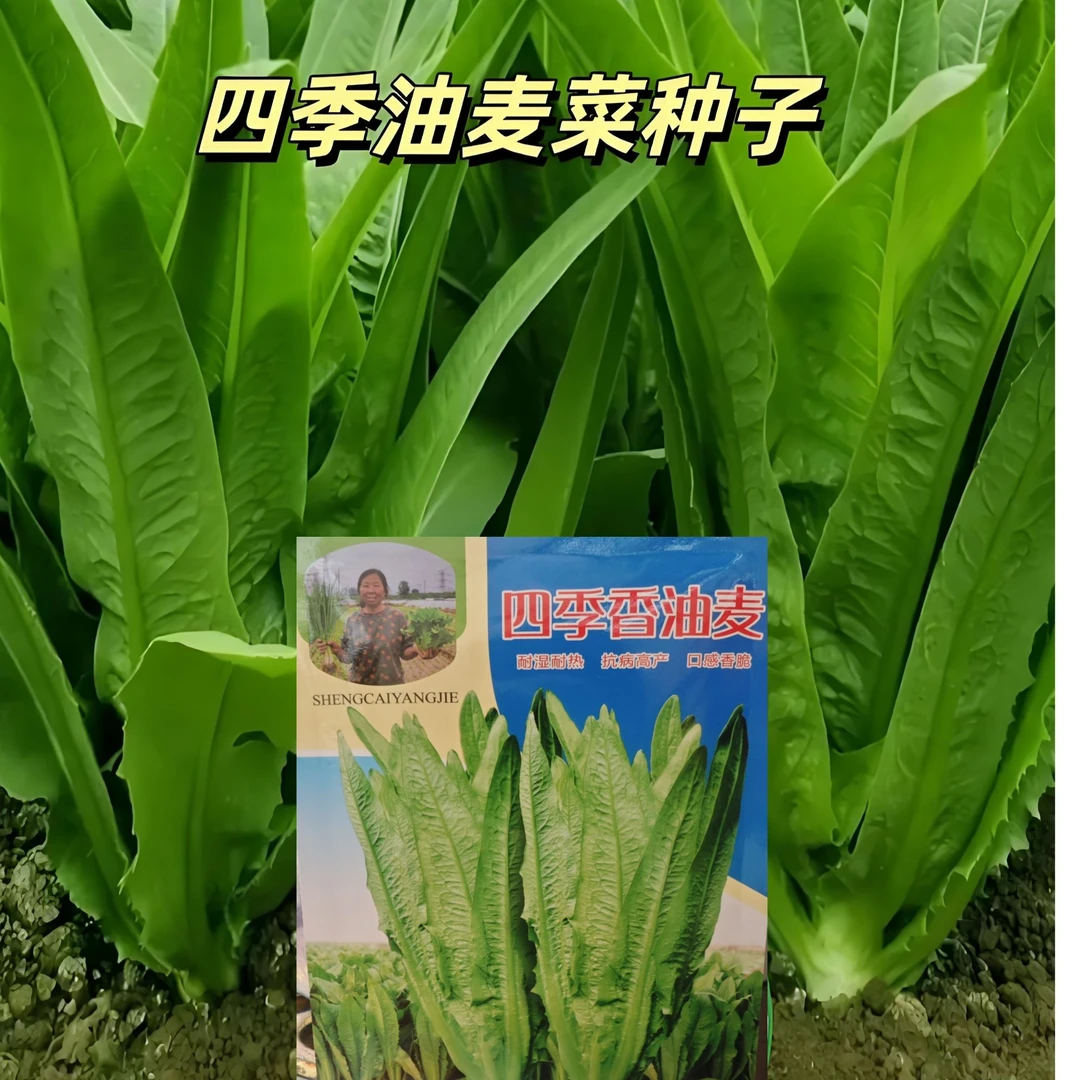 四季清香油麦菜种子蔬菜种子四季种植阳台盆栽
