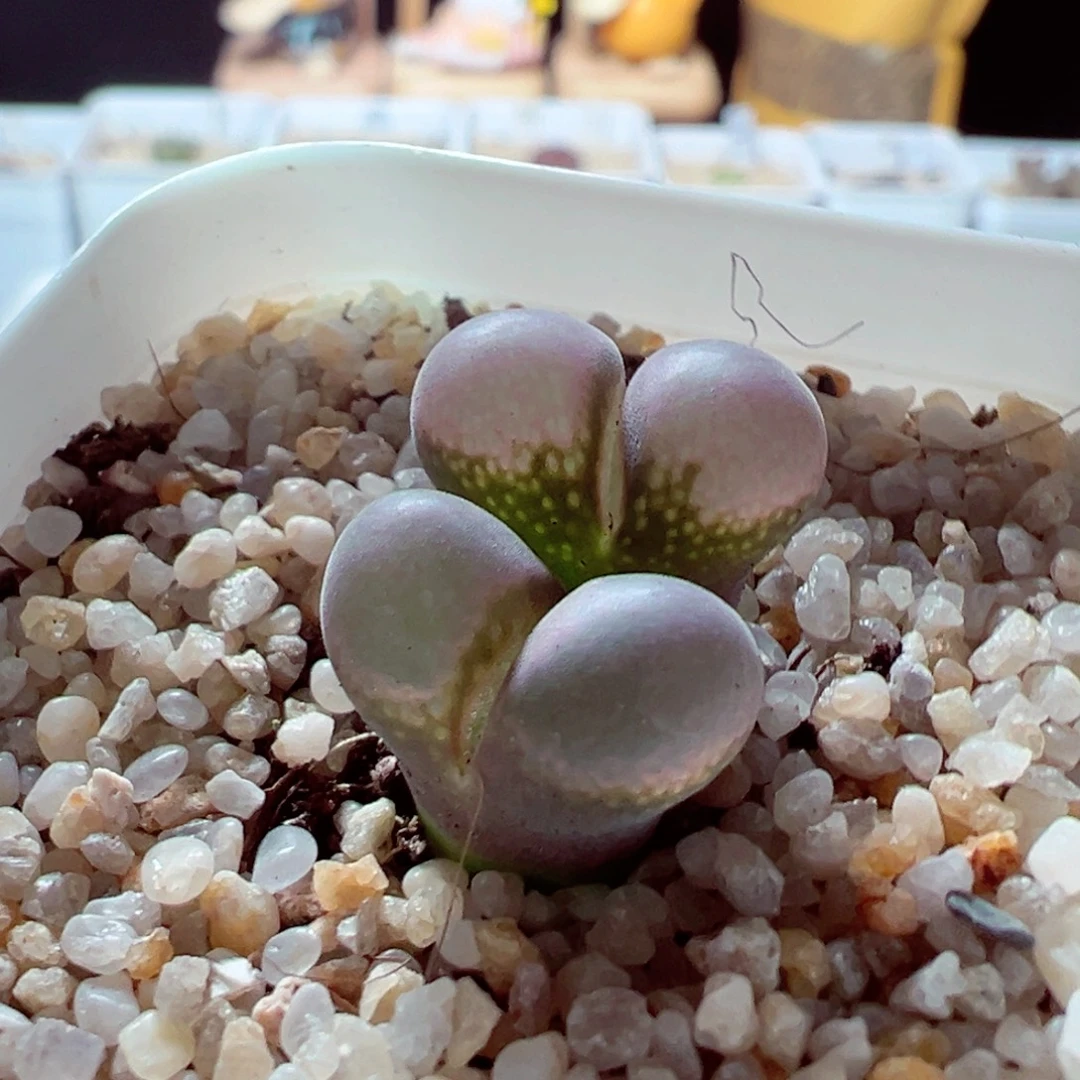 83-142多肉多肉透窗风铃