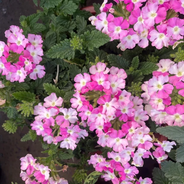 美女樱盆栽四季开花易爆盆阳台庭院花园带花带苞发紫色橙色夏季