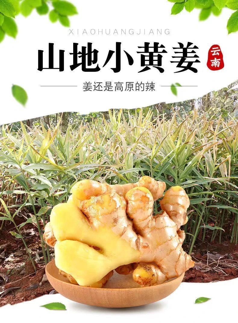 【石榴哥百村行】云南高原山地种植新鲜现挖小黄姜，老姜