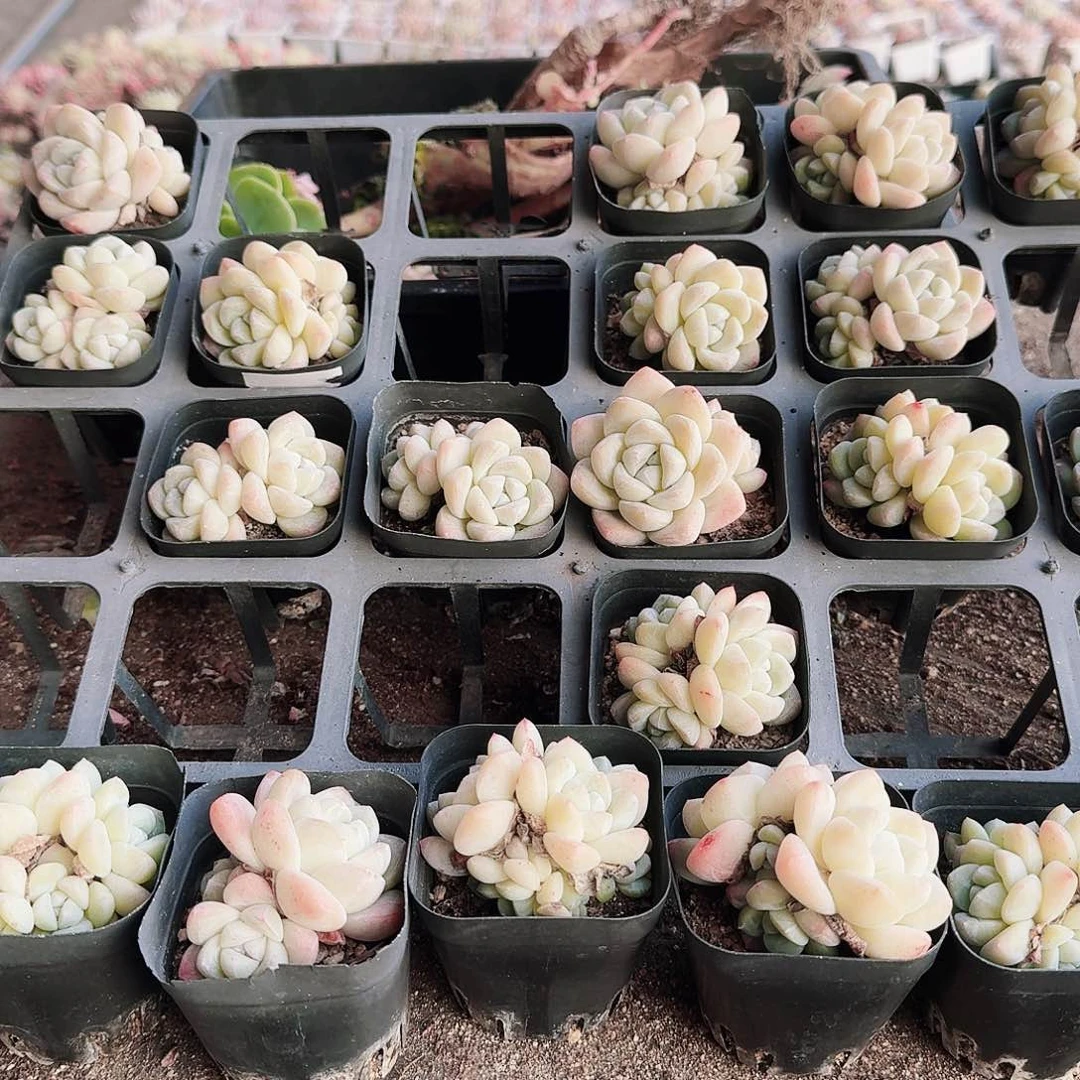 青****心哈哈哈哈哈哈哈哈哈哈哈哈哈哈