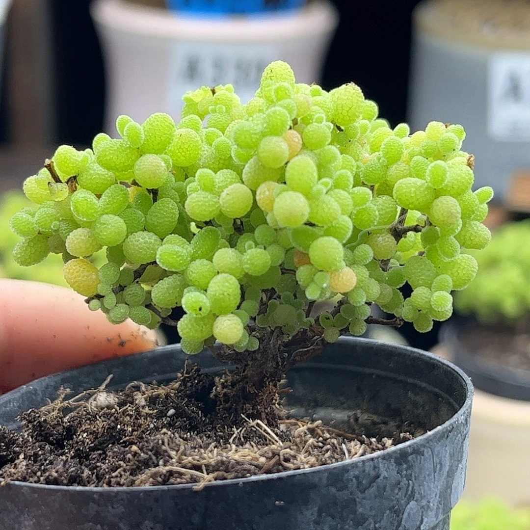 24蜜桔糖球优选枝干番杏