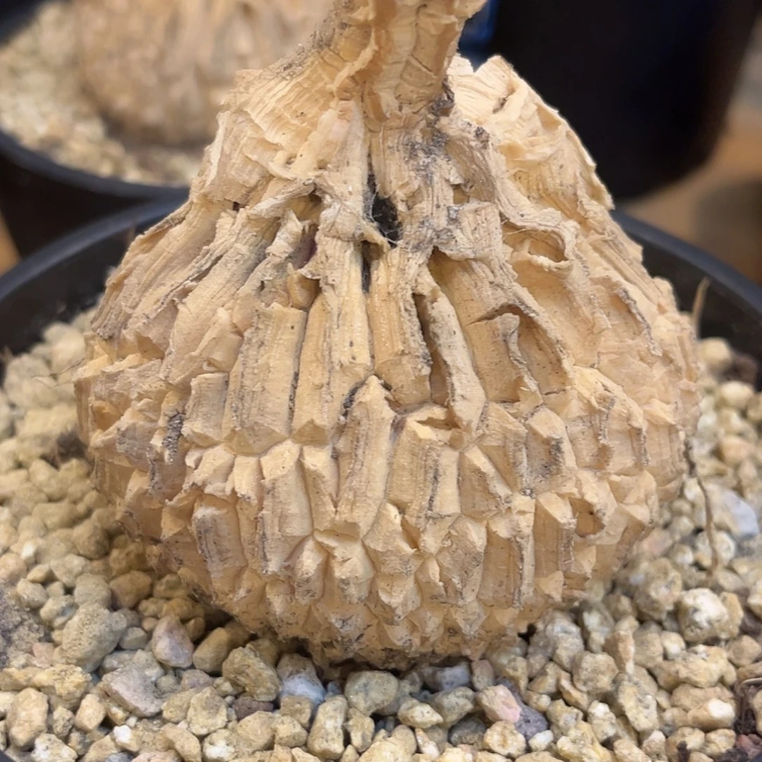 龟甲罗魔密甲，纹路超好