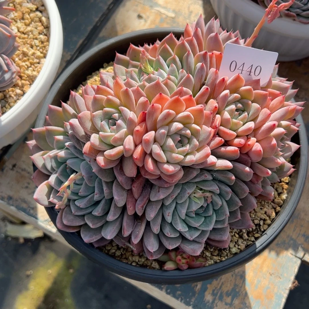 香*0440多肉多多多多多多