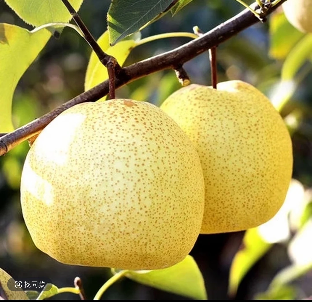 正宗安徽砀山酥梨新鲜现摘多汁香甜脆嫩水果