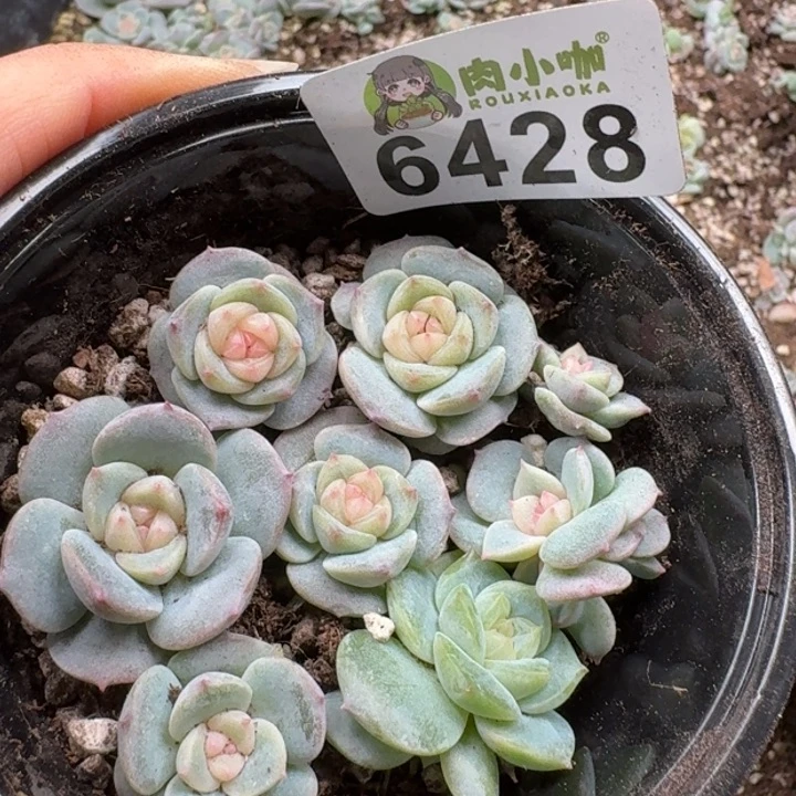 多肉植物多肉植物