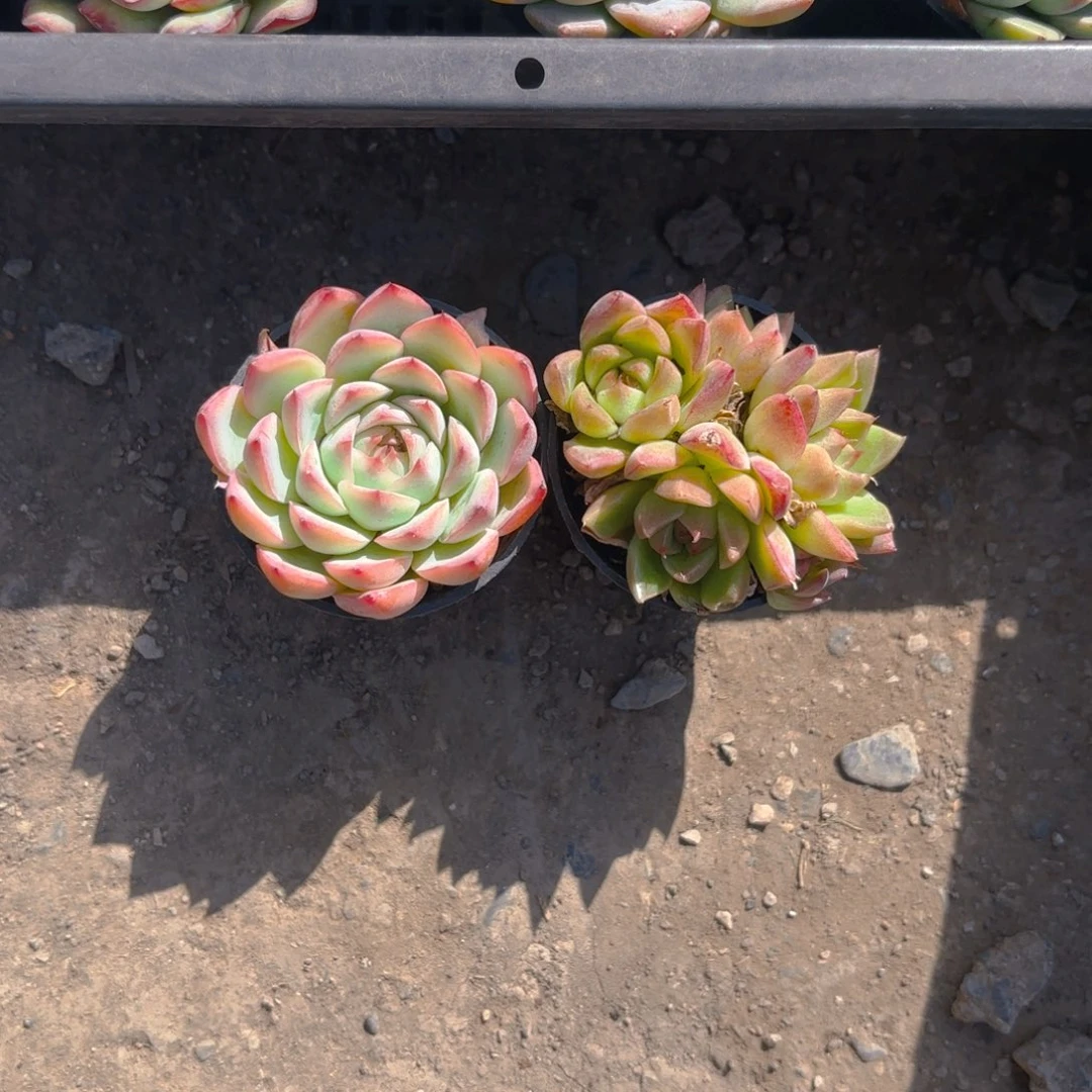白***屿娃娃脸新疆包邮新疆5cm