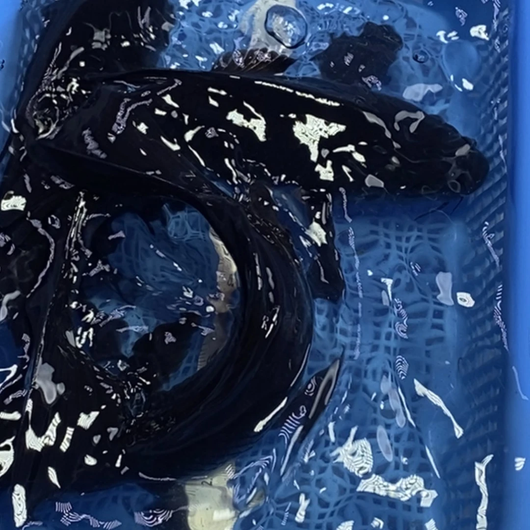 锦鲤冷水锦鲤包邮