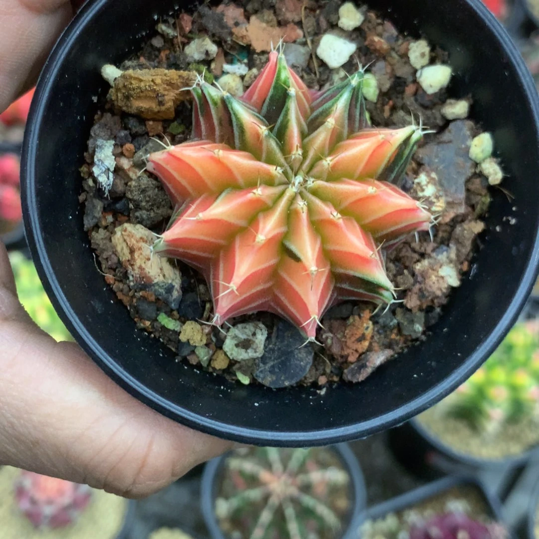 仙人球米哈肋骨锦