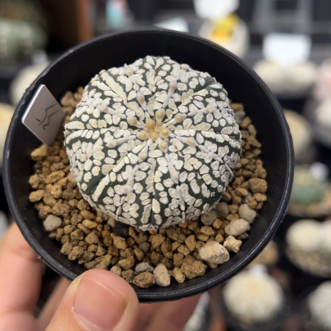 默默 实生超兜 果冻儿专拍