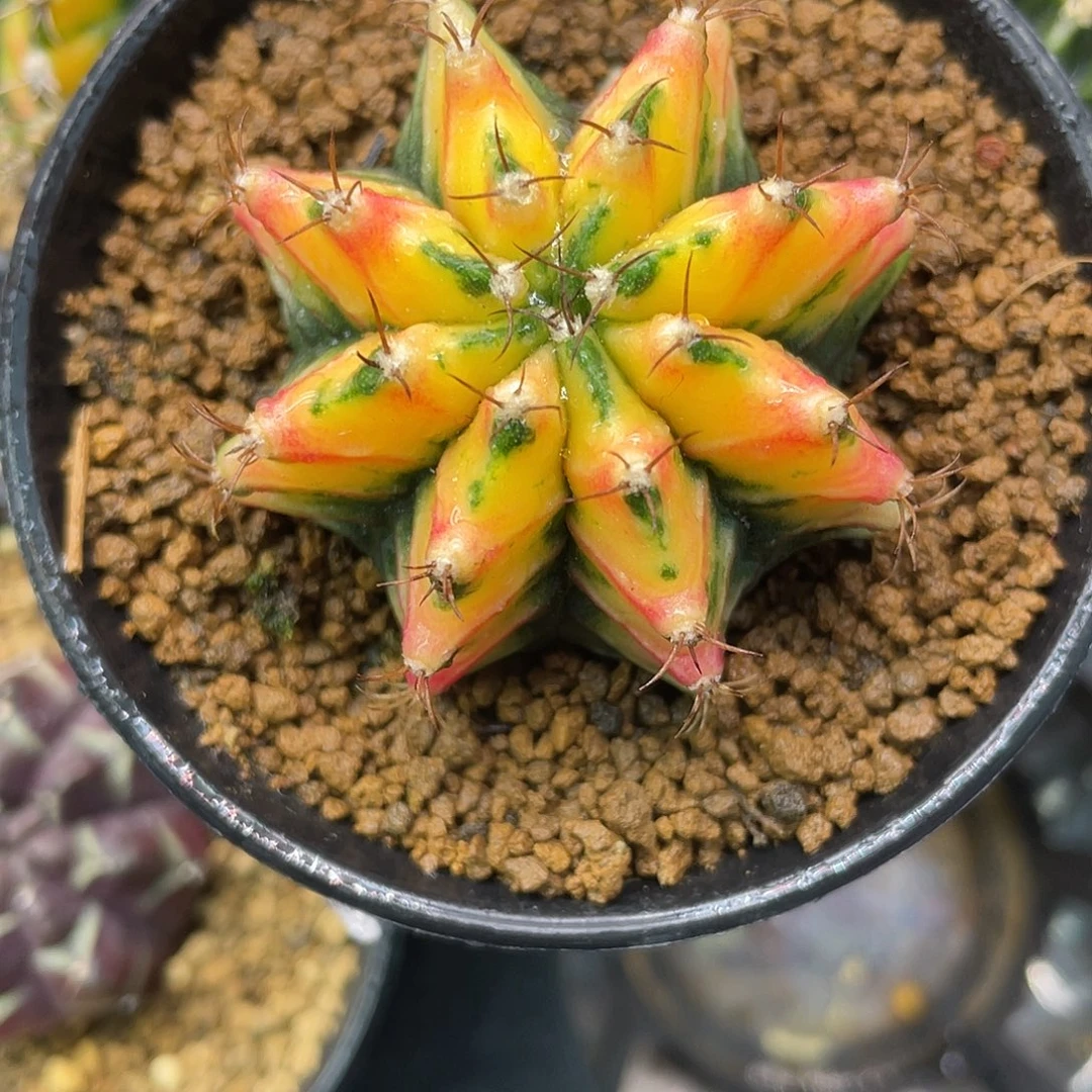 1-265米哈锦4.8厘米