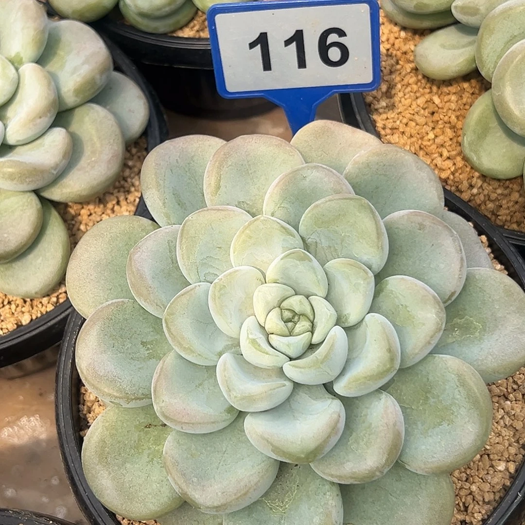 玉麒麟一物一拍116