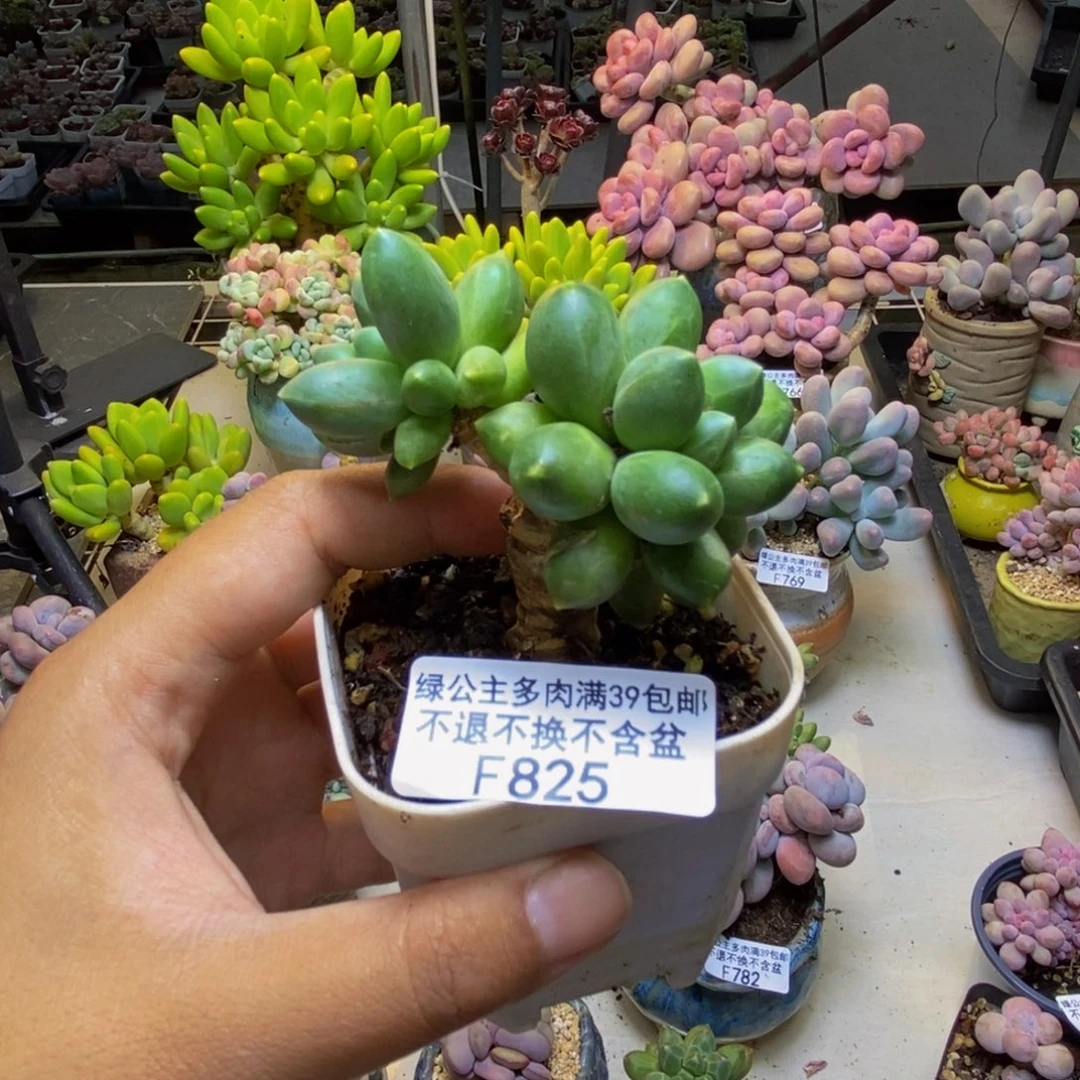 825香蕉树多肉5cm