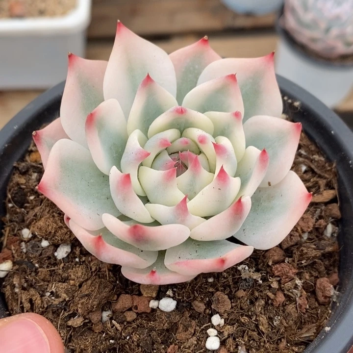 吉娃娃锦多肉植物262号
